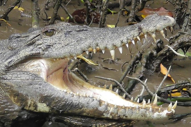 1-Hour Daintree River wildlife cruise - Wildlife sightings depend on nature, not a schedule