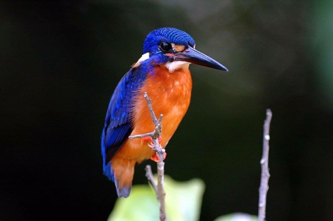 1-Hour Daintree River wildlife cruise - The value of the guide’s local stories