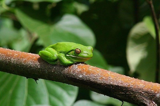 1-Hour Daintree River wildlife cruise - Family appeal, group size, and comfort