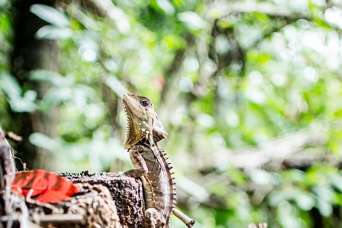 1-Hour Daintree River wildlife cruise - What happens during the river cruise