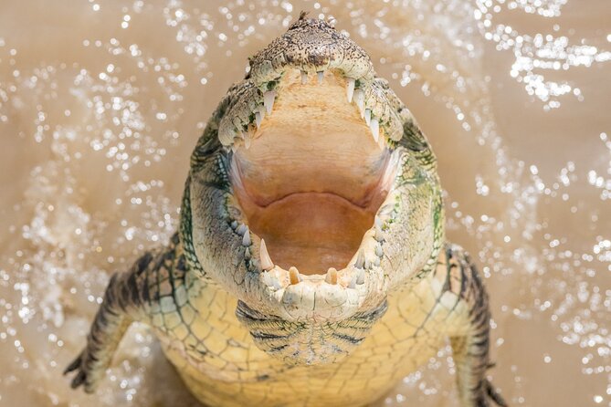 1 Hour Jumping Crocodile Cruise on the Adelaide River - Is $39.45 good value?