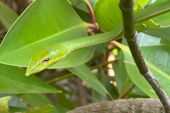 2h Bentota River Safari: Crocodiles, Monkeys, Mangrove & more - Following the mangroves for two hours