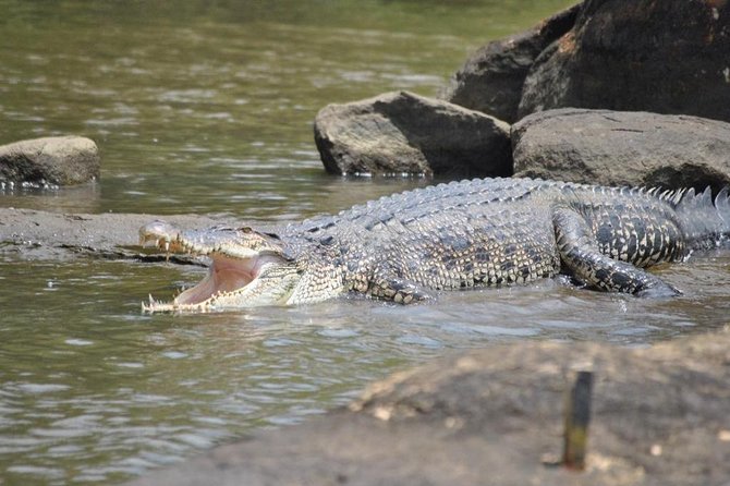 2h Bentota River Safari: Crocodiles, Monkeys, Mangrove & more - Safety, comfort, and practical limits