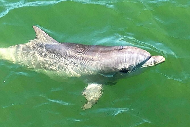 90 Minute Port River Dolphin & Ships Graveyard Cruise - Searching for dolphins in the Adelaide Dolphin Sanctuary