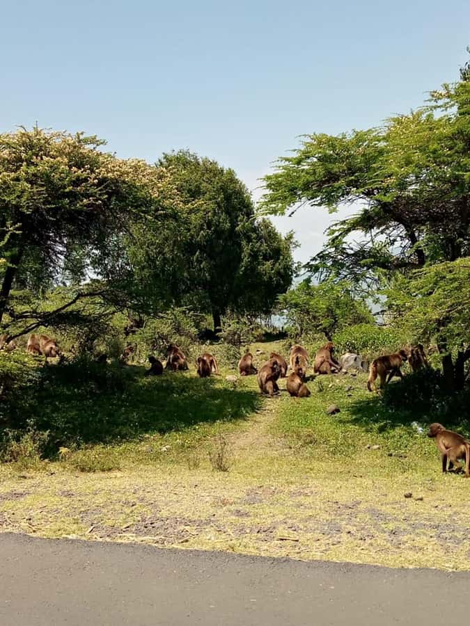 Addis Ababa: Debre Libanos, Blue Nile Gorge, and Cave Tour - Debre Libanos and the Ethiopian Orthodox tradition