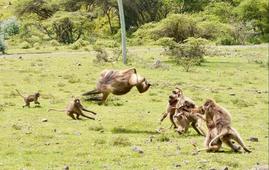 Addis Ababa: Debre Libanos, Blue Nile Gorge, and Cave Tour - Finding gelada baboons in the highlands