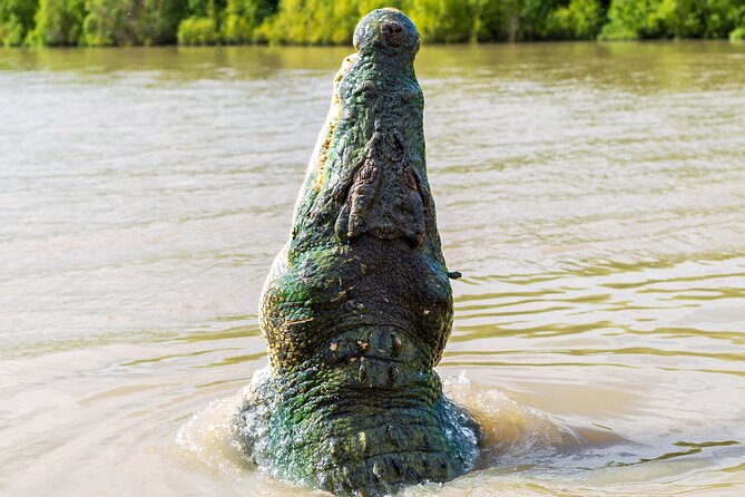 Adelaide River Cruises - Jumping Crocodile Experience - Why a crocodile rises beside your boat