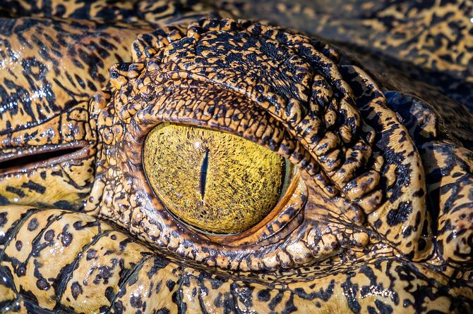 Adelaide River Cruises - Jumping Crocodile Experience - Is $43.03 good value?