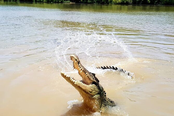 Adelaide River Cruises - Jumping Crocodile Experience - Family comfort and practical limits