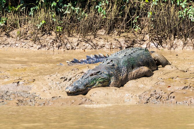 Adelaide River Cruises - Jumping Crocodile Experience - How it fits into a Darwin day