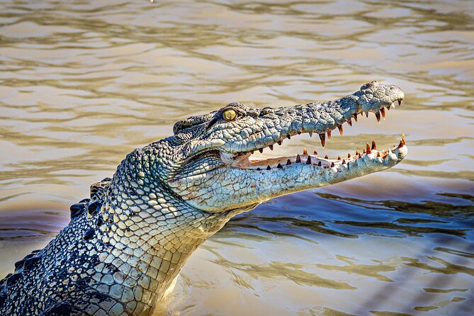 Adelaide River Cruises - Jumping Crocodile Experience - From Middle Point to the Adelaide River