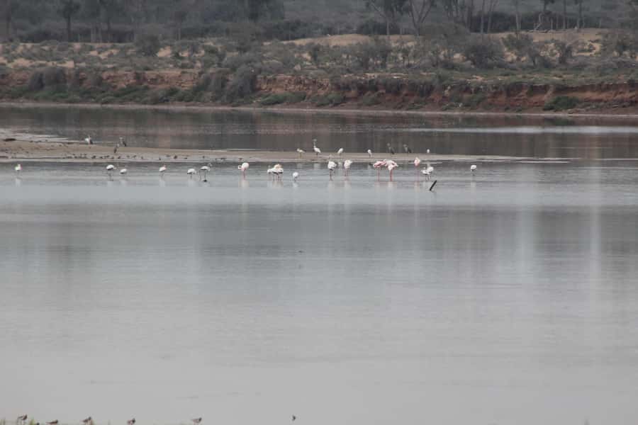 Agadir Camel Ride Flamingo River & BBQ Dinner - From Agadir to the eucalyptus forest
