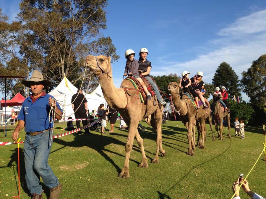 Agadir Camel Ride Flamingo River & BBQ Dinner - How much value do you get for $21?