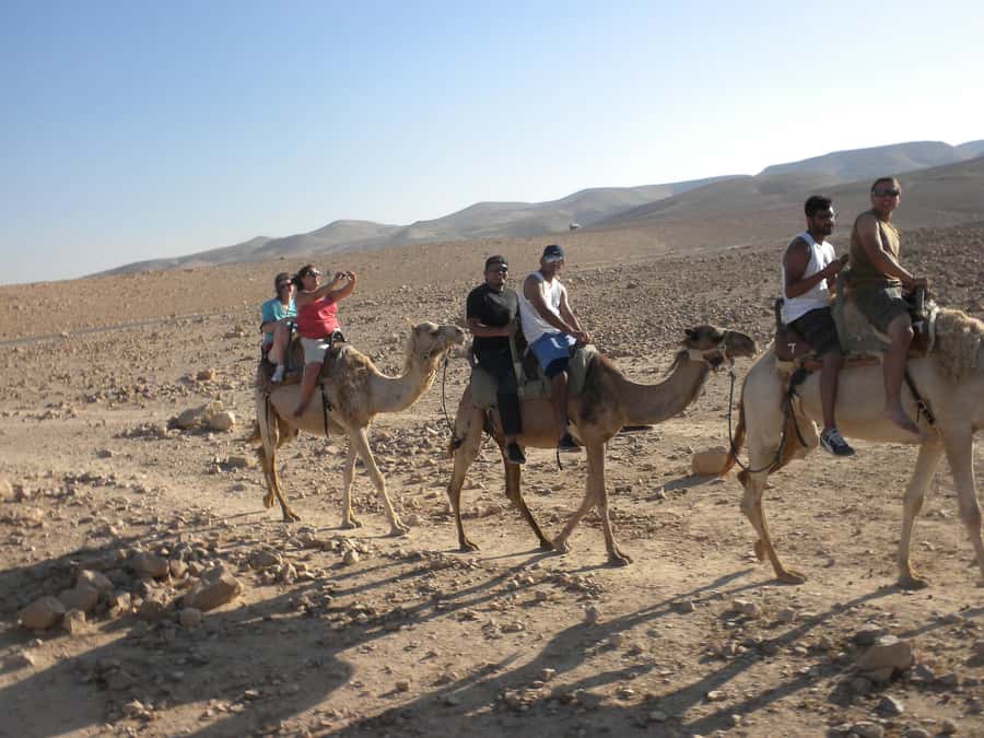 Agadir Camel Ride Flamingo River & BBQ Dinner - Who should book this experience?