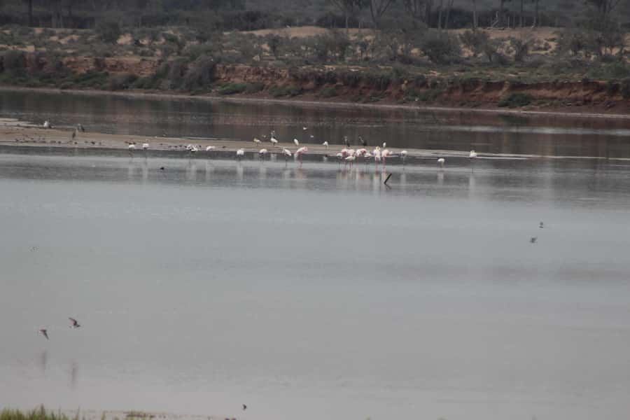 Agadir Camel Ride Flamingo River & BBQ Dinner - Reaching the Souss River and Flamingo River