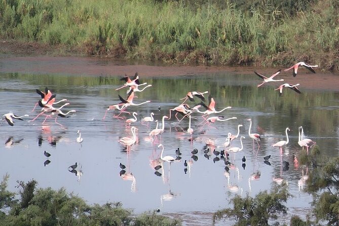 Agadir Camel Riding and flamingo river tour - A short camel ride with a real sense of place