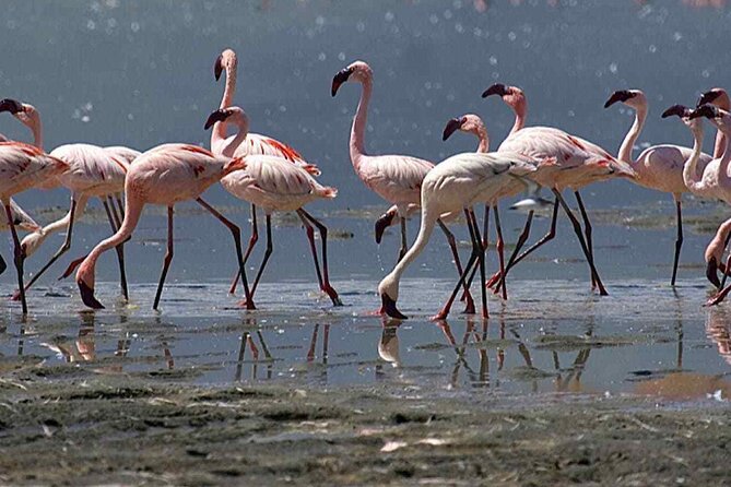 Agadir Camel Riding and flamingo river tour - Timing, pickup, and practical limits