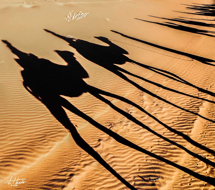 Agadir: Flamingo River Camel Ride with Optional BBQ Dinner - From Agadir to the Camel Ranch