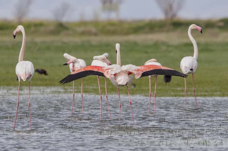 Agadir: Flamingo River Camel Ride with Optional BBQ Dinner - Eucalyptus Trees and the Souss River