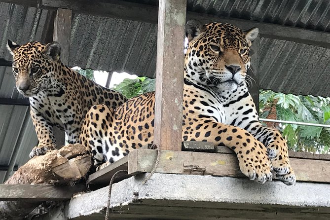 Amazon Tour in Ecuador: Puyo Day Trip from Baños - From Baños to the Amazon in one full day