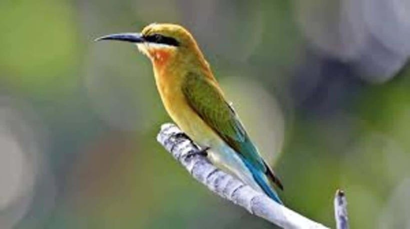 Bentota: River Safari with Hotel Pickup and Drop-Off - A Quiet Start Near Bentota Bridge