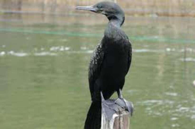 Bentota: River Safari with Hotel Pickup and Drop-Off - Birdlife Worth Watching From the Boat