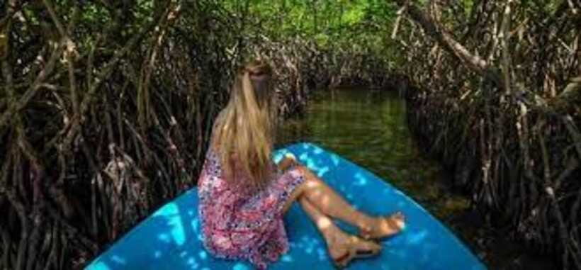 Bentota: River Safari with Hotel Pickup and Drop-Off - What the $28 Price Includes