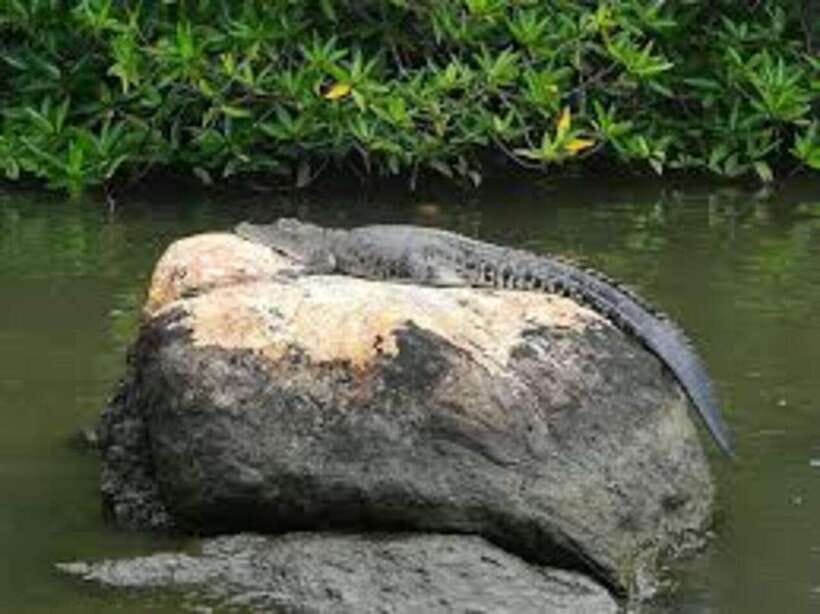 Bentota: River Safari with Hotel Pickup and Drop-Off - When to Go and What to Pack
