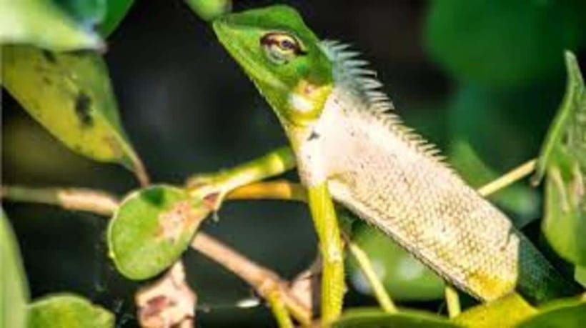 Bentota: River Safari with Hotel Pickup and Drop-Off - Who Will Enjoy This Bentota Safari Most