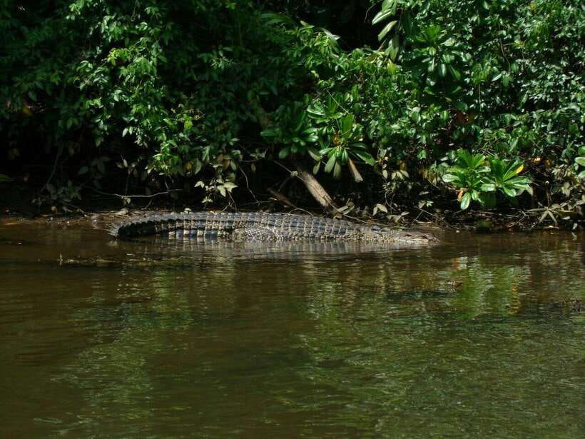 Bentota River Safari with Mangrove and Wildlife Encounter - Practical advice for a better morning or afternoon