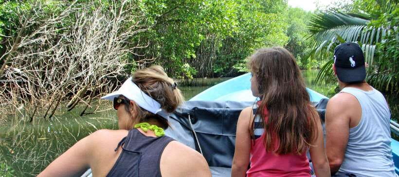 Bentota River Safari with Mangrove and Wildlife Encounter - Coconut water, pineapple, and the local touch