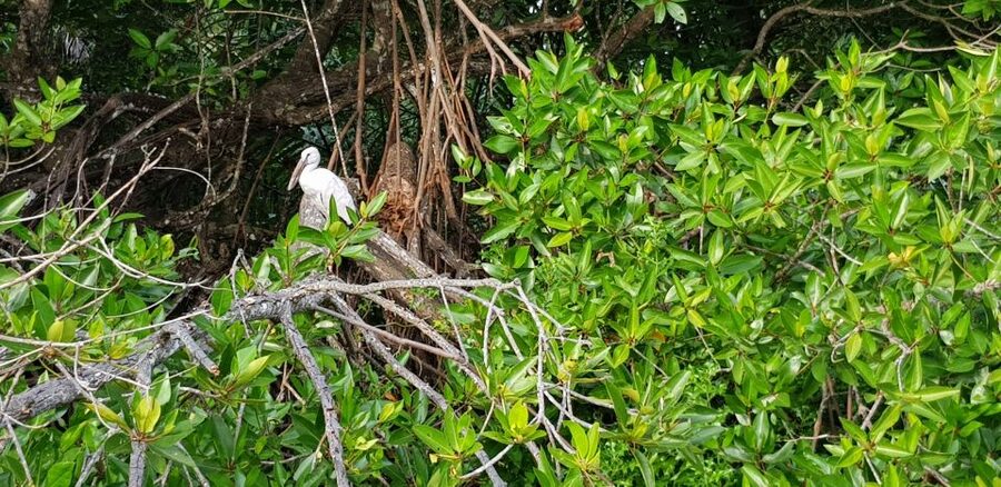Bentota River Safari with Mangrove and Wildlife Encounter - Is $20 good value for a two-hour private boat ride?