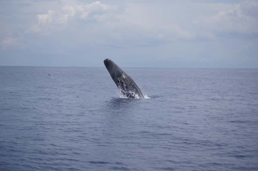 Black River: Dolphin Swim and Whale Watching by Speedboat - Key points to know before booking