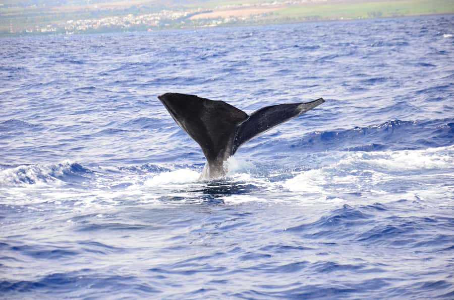 Black River: Dolphin Swim and Whale Watching by Speedboat - Setting out from Grande Riviere Noire