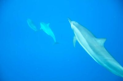Black River: Dolphin Swim and Whale Watching by Speedboat