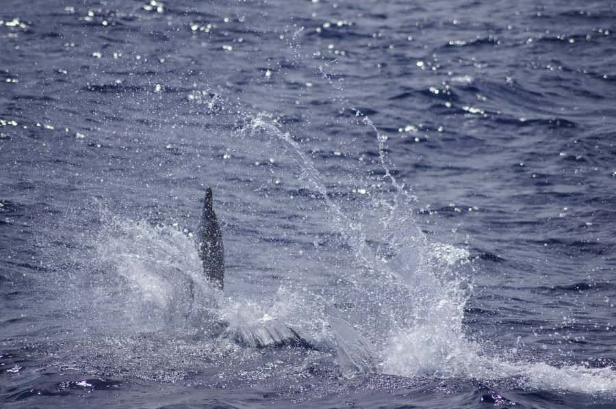 Black River: Dolphin Swim and Whale Watching by Speedboat - Who will enjoy it most
