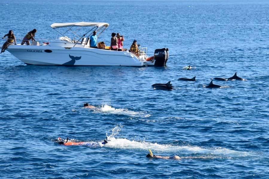 Black River: Dolphin Swim and Whale Watching by Speedboat - Practical details that make the day easier