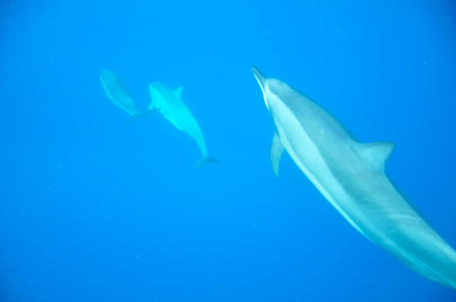 Black River: Dolphin Swim and Whale Watching by Speedboat - The briefing sets the tone