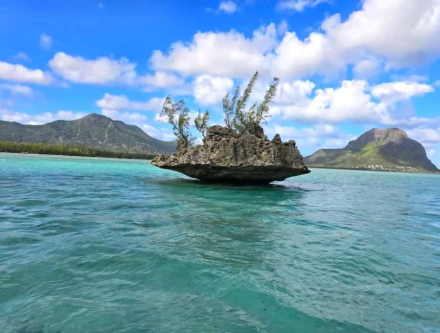 Black River: Swim with Dolphin Speed Boat Tour with lunch - Key points at a glance