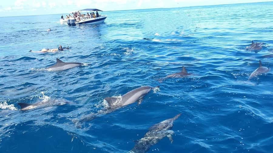 Black River: Swim with Dolphin Speed Boat Tour with lunch - The dolphin encounter sets the tone