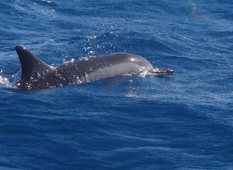 Black River: Swim with Dolphin Speed Boat Tour with lunch - Île aux Bénitiers brings lunch and downtime