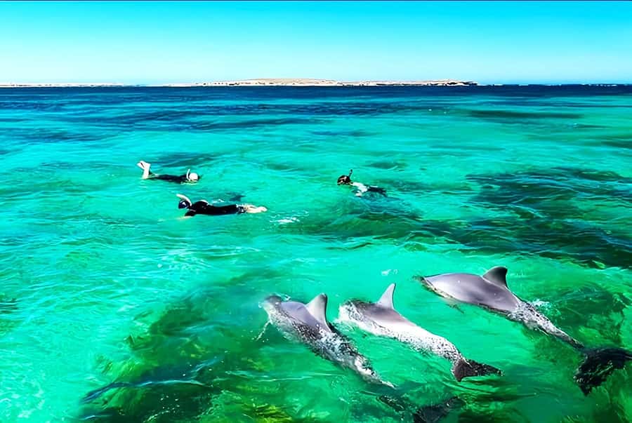 Black River: Swim with Dolphin Speed Boat Tour with lunch - Who will enjoy this Mauritius outing most