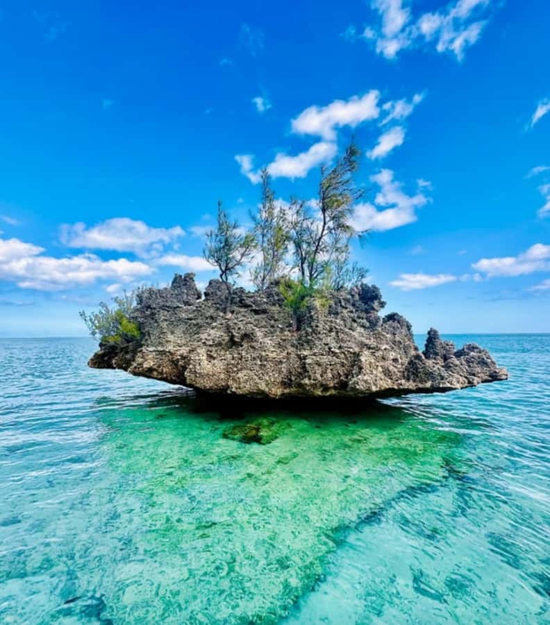 Black River: Swim with Dolphin Speed Boat Tour with lunch - FAQ
