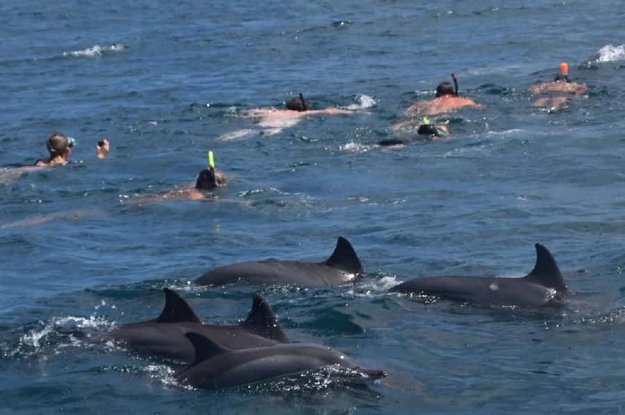 Black River: Swim with Dolphin Speed Boat Tour with lunch - Crystal Rock and the southwest lagoon