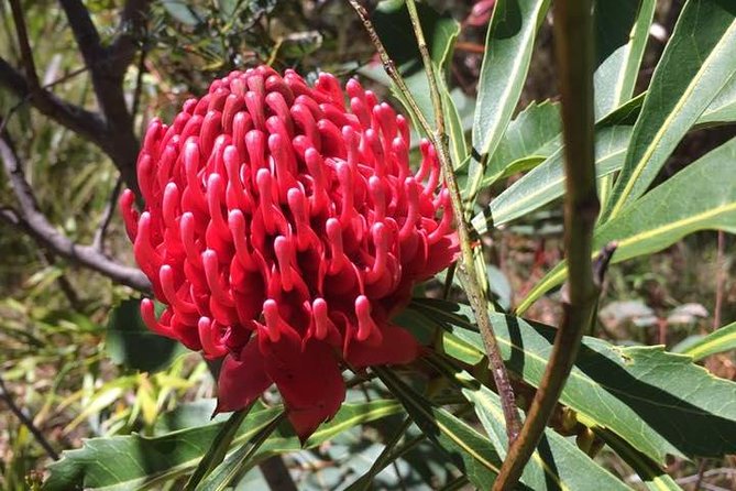 Blue Mountains Day Tour Including Parramatta River Cruise - Wentworth Falls or Leura Cascades means a short walk