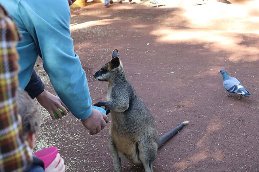 Blue Mountains: Private Tour with Wildlife and River Cruise - Featherdale Wildlife Park: a quick Australian animal encounter