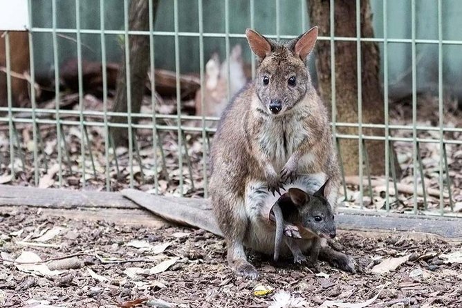 Blue Mountains Tour PRIVATE with Wildlife Park and River Cruise - Australian animals at the wildlife park