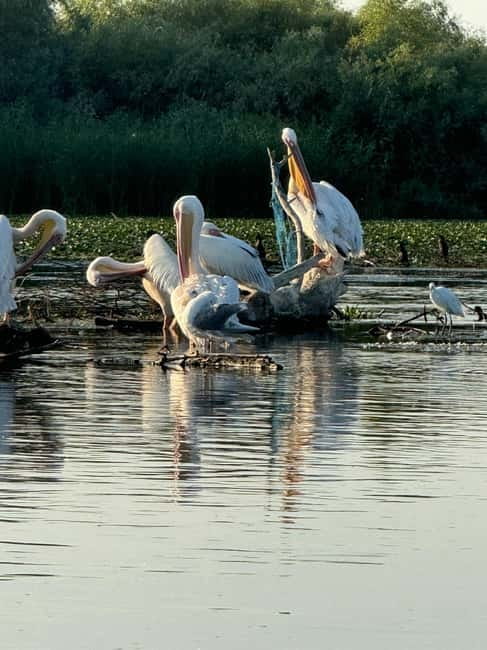 Boat Trip to Caraorman Forest – Danube Delta (6–7 hours) - Litcov Channel and the arrival at Caraorman