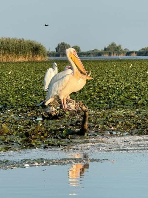 Boat Trip to Caraorman Forest – Danube Delta (6–7 hours) - Homemade lunch with local flavor