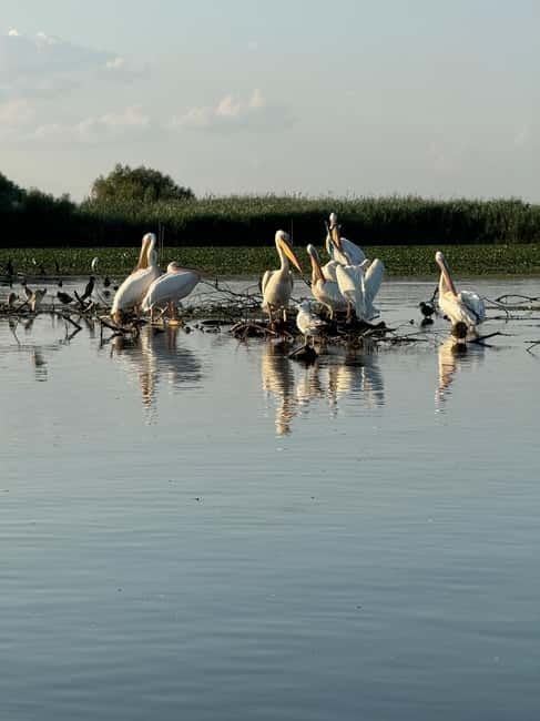 Boat Trip to Caraorman Forest – Danube Delta (6–7 hours) - Wildlife, weather, and comfort on the boat